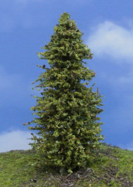 Mintafa – zöld vörösfenyő, magassága 16–18 cm