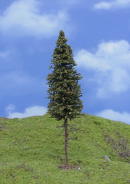 Mintafa – lucfenyő felső törzzsel, magassága 12–14 cm