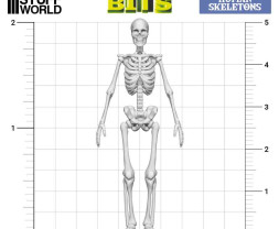 3D Printed Set Human Skeletons – 3D nyomtatott emberi csontvázak (4 db)