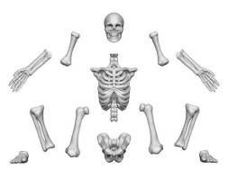 3D Printed Human Skeletons – 3D nyomtatott emberi csontvázak (4 db)