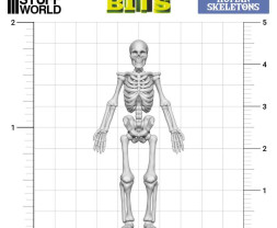 3D Printed Human Skeletons – 3D nyomtatott emberi csontvázak (4 db)